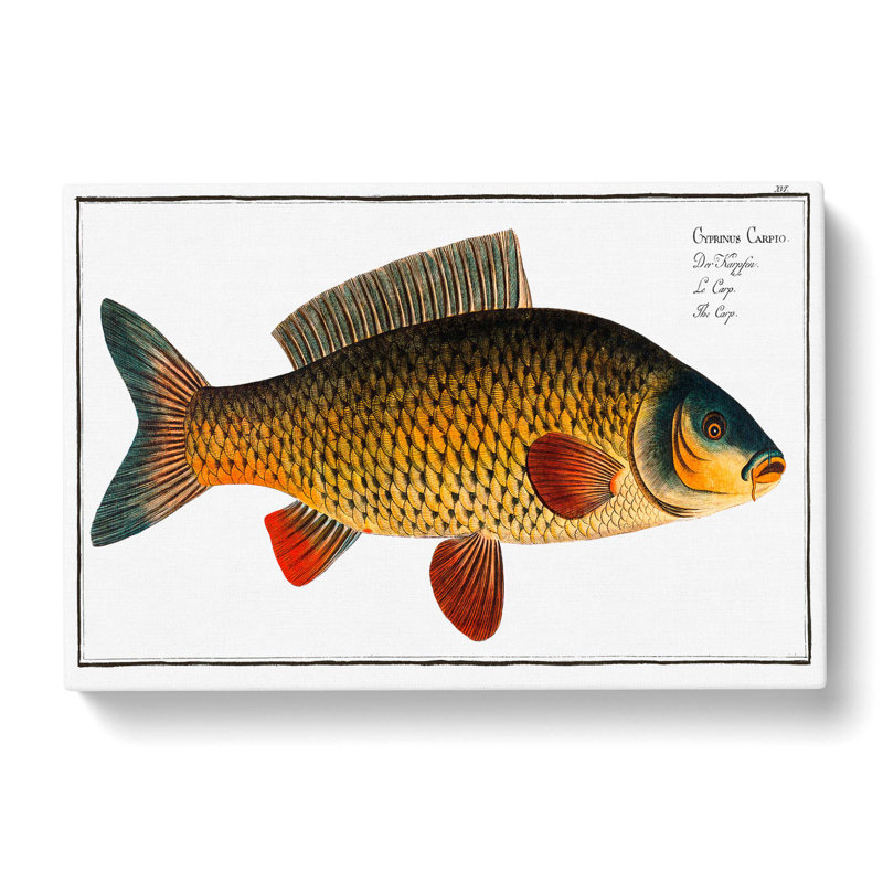 Carp Fish by M.E. Bloch - Wrapped Canvas Painting, 35cm H x 50cm W x 3cm D