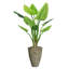 Panama Philodendron plante en pot
