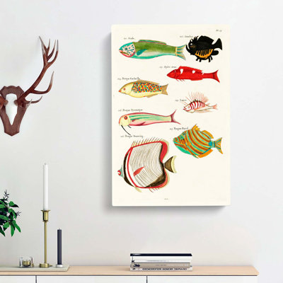East Indies Fish Illustrations Fol. 43 by Louis Renard - Wrapped Canvas Painting