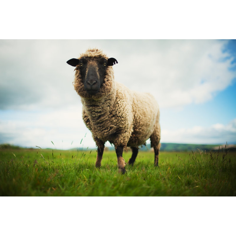 Lamb In Meadow by Piskunov - Wrapped Canvas Print, 30cm H x 46cm W x 3.8cm D