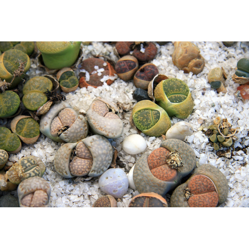 " Lithops " by Kacharava, 20" H x 30" W  