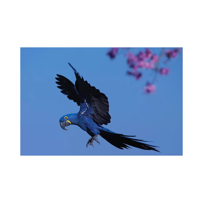 Hyacinth Macaw Flying Pink Flowers by Mogens Trolle - Wrapped Canvas Print, 101.6 cm H x 66.04 cm W x 1.91 cm D