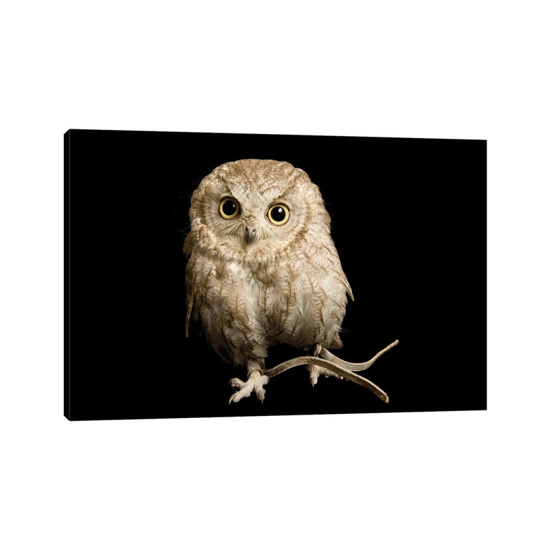 A Western Screech Owl, Sonoran Desert Colorphase At The Sutton Avian Research Center 1 Piece Wrapped Canvas Wall Art