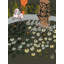 Frog Pond Print by Deborah Blum-65805825-132455031