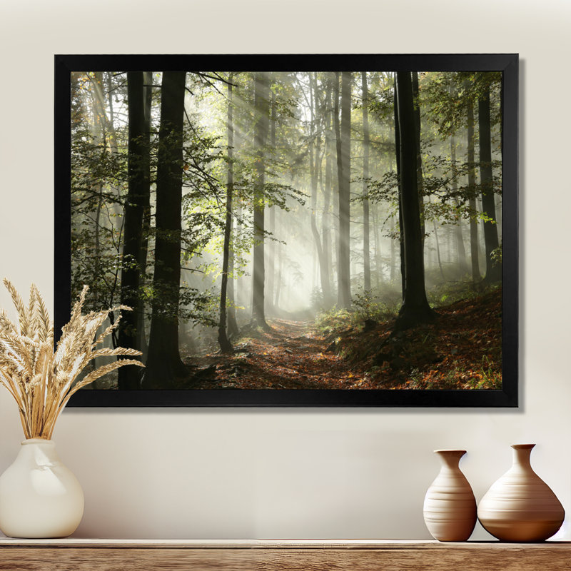 Lumière dans une forêt d'automne dense avec brouillard, œuvre d'art, H 30 po x l 40 po, Noir, Impression encadrée