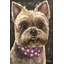 Yorkie Training Camp 1 Piece Wrapped Canvas Painting-1620766125
