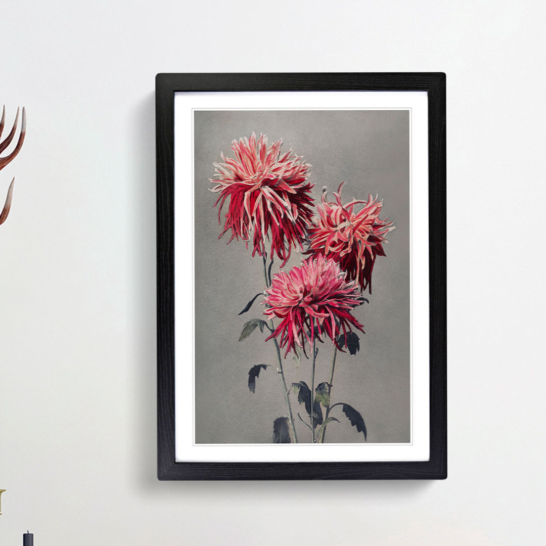 Fuscia Pink Chrysanthemums by Ogawa Kazumasa - Framed Print