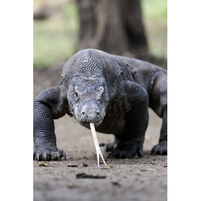 Dragon de Komodo par Vwalakte - photographie sur toile tendue