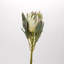 Large Protea Flower Stem