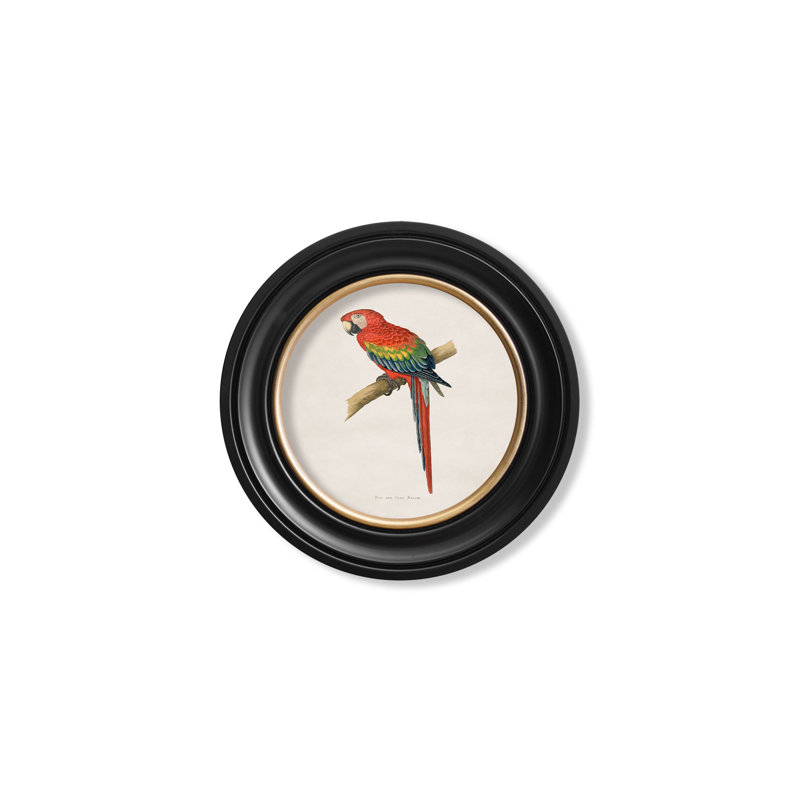Red & Blue Macaw by Mid-1800s - Single Picture Frame Print on Archival Matt 230gsm Paper, Beige