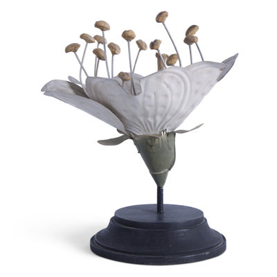 Plant Model