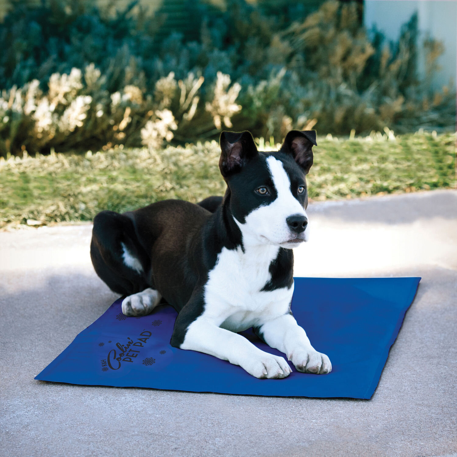 K&h cooling hot sale pet pad