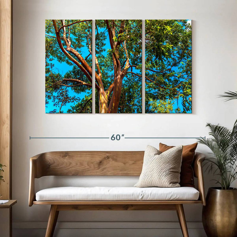 Eucalyptus arc-en-ciel Alvord, H 32 po x l 50 po