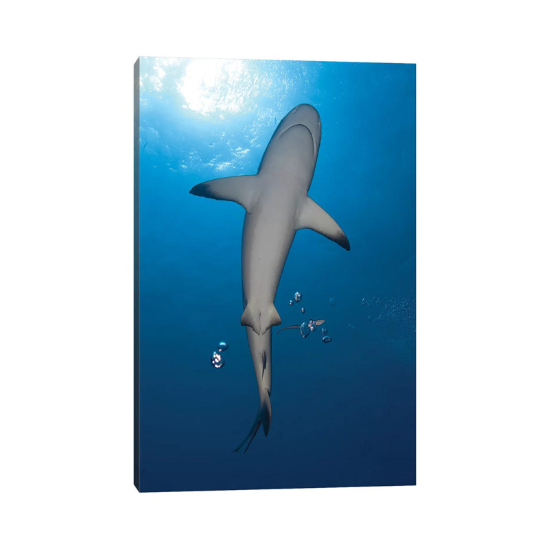 Reef Shark With Remora, Papua New Guinea by Steve Jones - Wrapped Canvas Print, 66.04 cm H x 45.72 cm W x 1.91 cm D