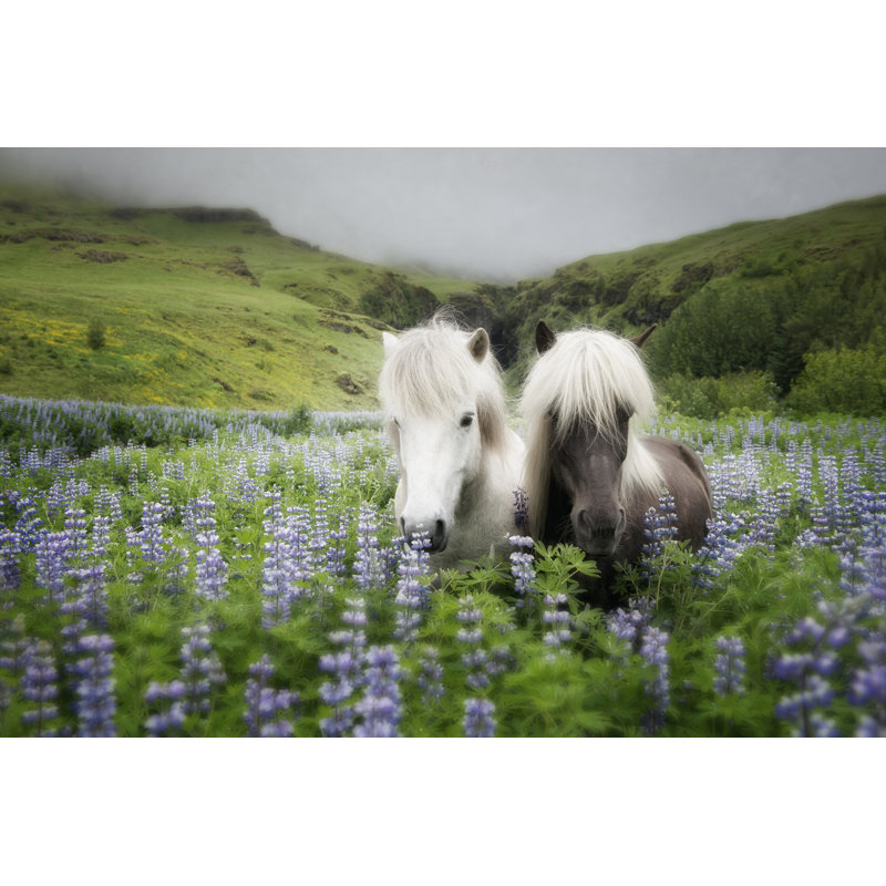 " Icelandic Horses III " by P.H. Burchett, 8" H x 12" W x 1.25" D