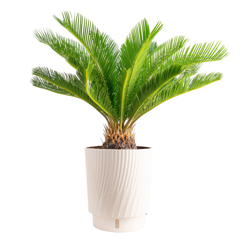 Plant in Basket