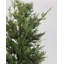 Faux Cedar Branch