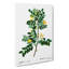 Siberian Pea Tree Flowers by Pierre-Joseph Redoute - Wrapped Canvas Painting-55318673