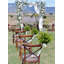 Brosse succulente
