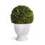 Boxwood Ball Topiary In Pot Small-1099184499