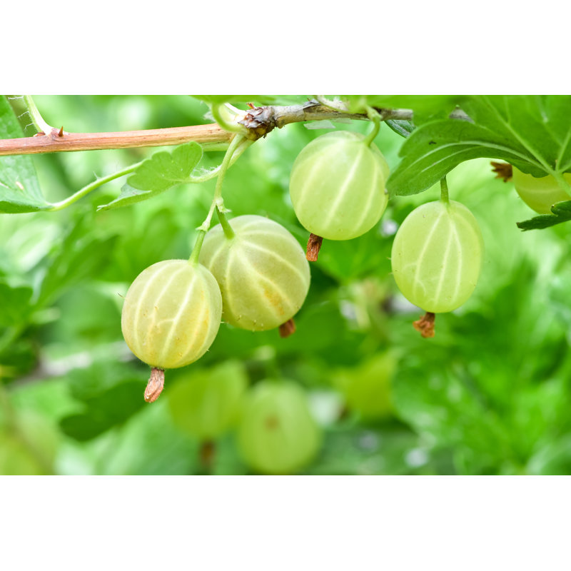 Ripe Gooseberries - Wrapped Canvas Print, 30cm H x 46cm W x 3.8cm D