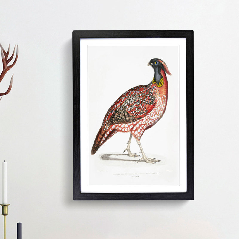 Chinese Horned Pheasant Illustration by John Edward Gray - Picture Frame Painting Print, 48cm H x 36cm W x 2cm D