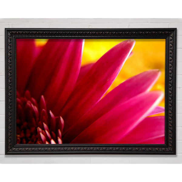 Bright Star Vibrant Pink Petals On Yellow - Single Picture Frame Print ...