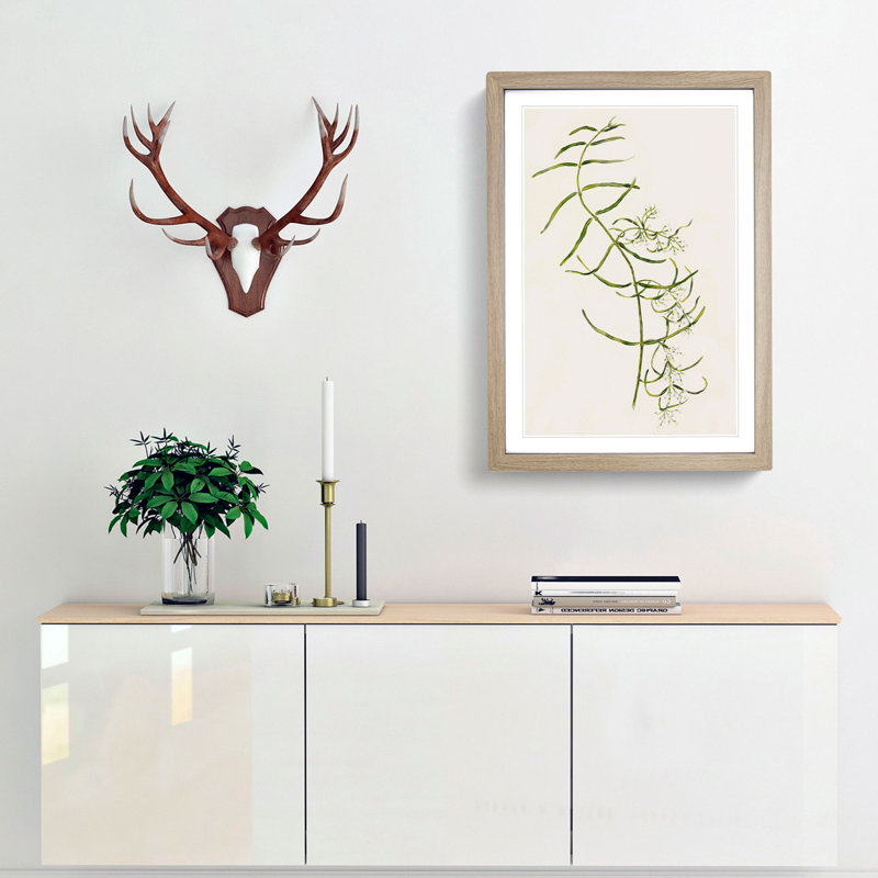 Aka-Kiore Parsonsia Rosea Flowers by Sarah Featon - Framed Print, 50cm H x 35cm W x 2cm D, Oak