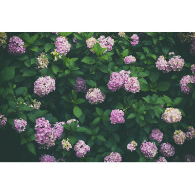 Mur floral de Draganab