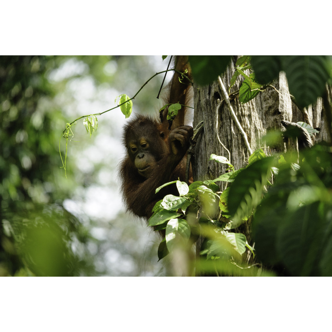 Leinwandbild Junger Orang-Utan auf dem Baum