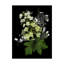 «Hydrangea» par Dosta, impression sur toile tendue-29224124