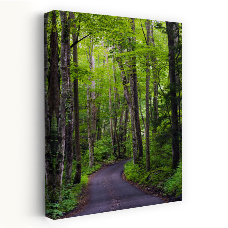 Roaring Fourche Road qui serpente à travers la forêt de printemps Parc national des Great Smoky Mountains, Tennessee, États-Unis Tranquille, abstrait, forêt contemporaine, art naturel