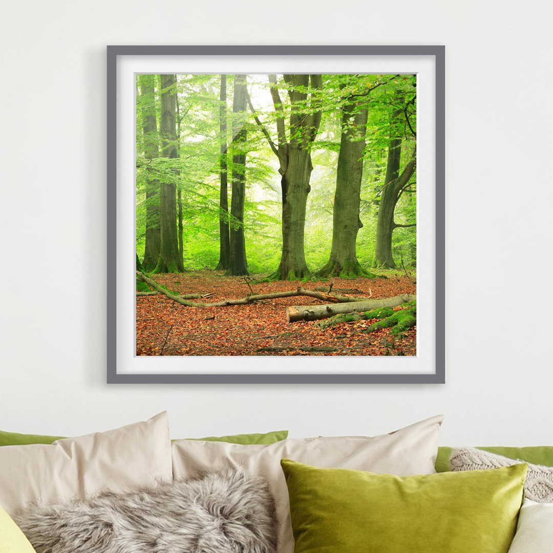 Gerahmtes Poster Beech Trees