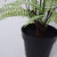 177.8cm Faux Fern Plant in Pot Liner-381055580