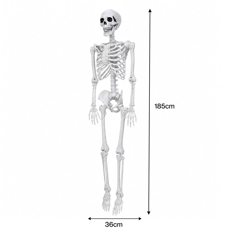 Halloween Skeleton Life Size 185cm Posable Joints Haunted House Patio White