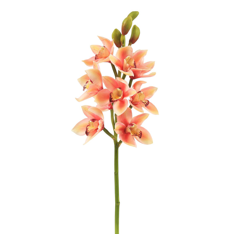 OPEN CYMBIDIUM ORCHID STEM