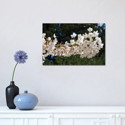 Cherry Blossom Flowers Against Pine Tree, Hiraizumi, Iwate Prefecture, Japan II - Wrapped Canvas Print
