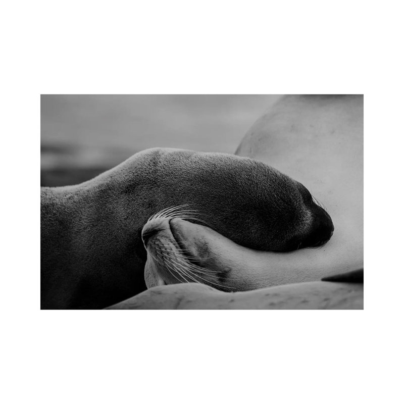 Sleeping Beauty by KrysTom - Print on Canvas, Wrapped Canvas, 45.72cm H x 66.04cm W x 3.81cm D