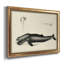 Antique Whale Study II - Peinture sur toile encadrée