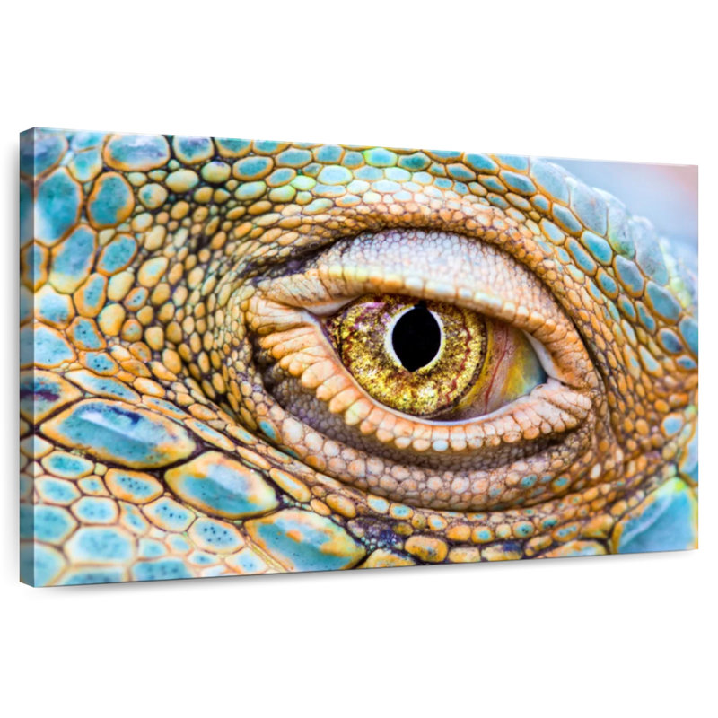 Crowle Iguana Eye, H 16 po x l 24 po