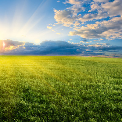 Grassy Field by Chesterf - Wrapped Canvas Print