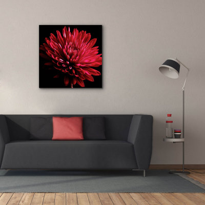 Chrysanthème rouge sur fond noir par Tom Quartermaine