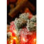 Christmas Decorative Accent-1857531879