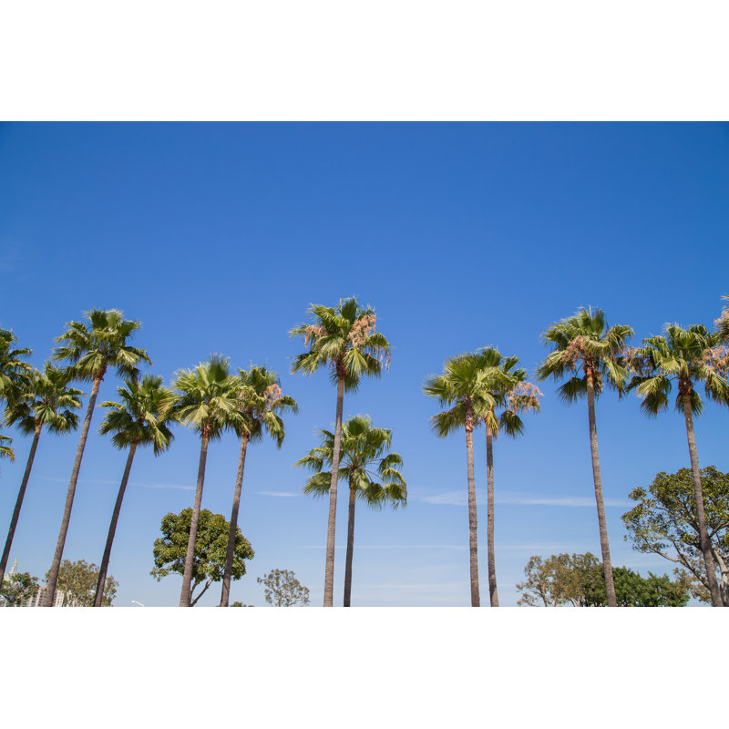 Palm Trees In A Row - Wrapped Canvas Print, 61cm H x 91cm W x 3.8cm D