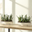 Coco Handmade Ceramic / Porcelain Decorative Bowl