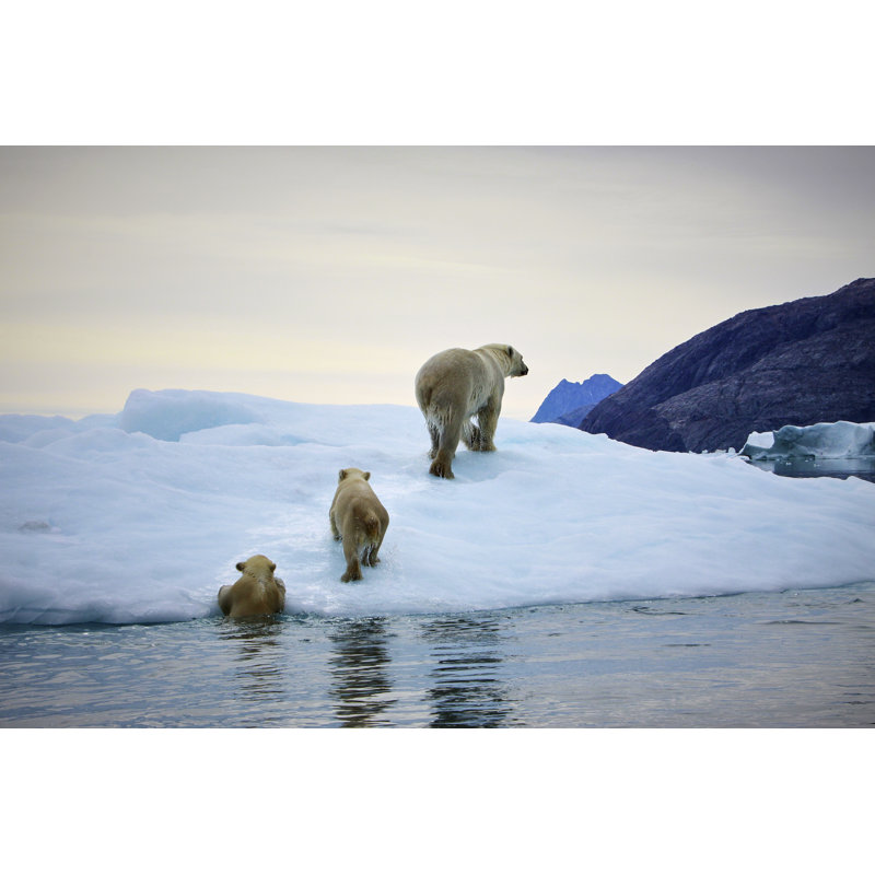 Polarbear Mother With Cubs by Kristianseptimiuskrogh - Wrapped Canvas Print, 51cm H x 76cm W