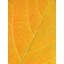 Autumn Leaf by Philippe Monthoux-65800984-132455051