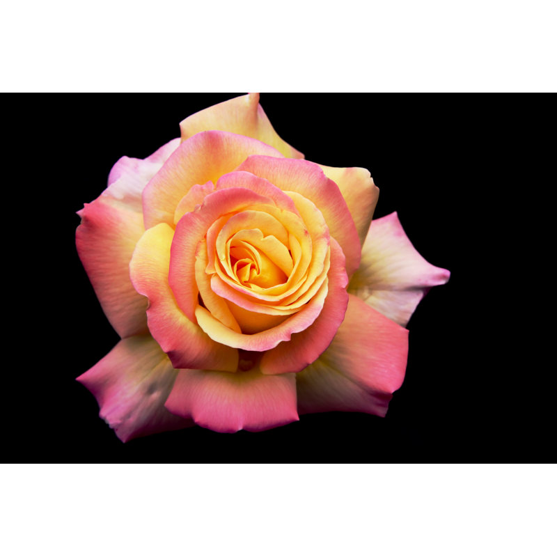Magnifique rose et rose jaune par Lubilub, H 32 po x l 48 po