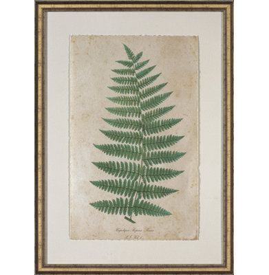 Celadon Fern " Celadon Fern IV "