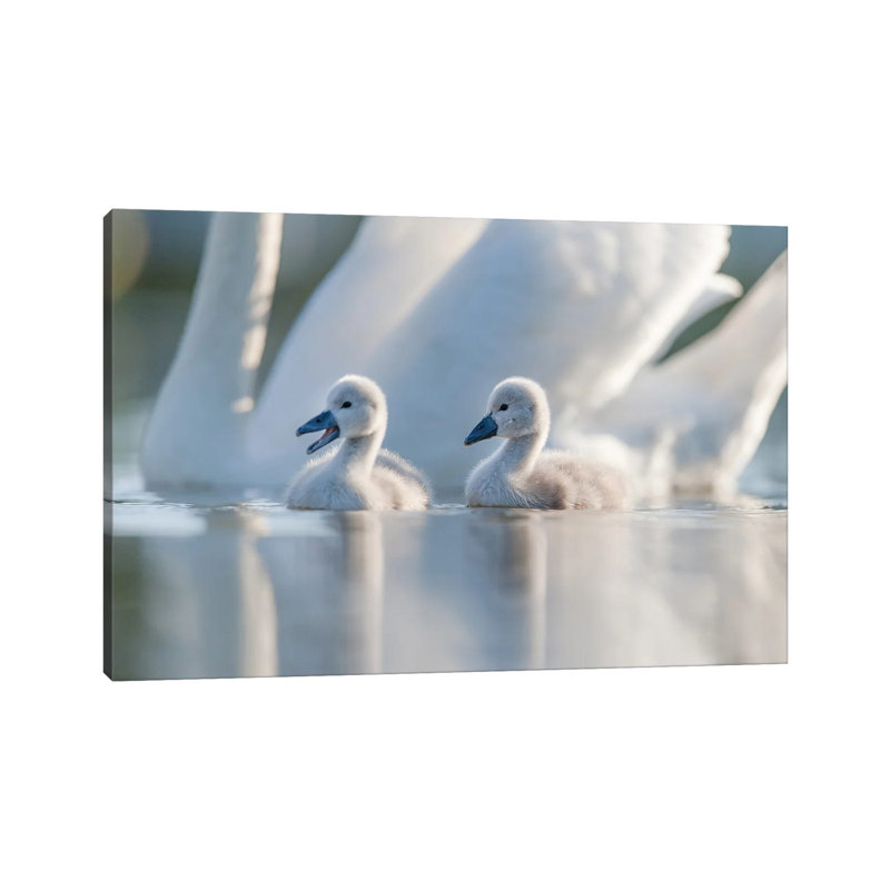 Cygnets II by Mateusz Piesiak - Wrapped Canvas Print, 20.32 cm H x 30.48 cm W
